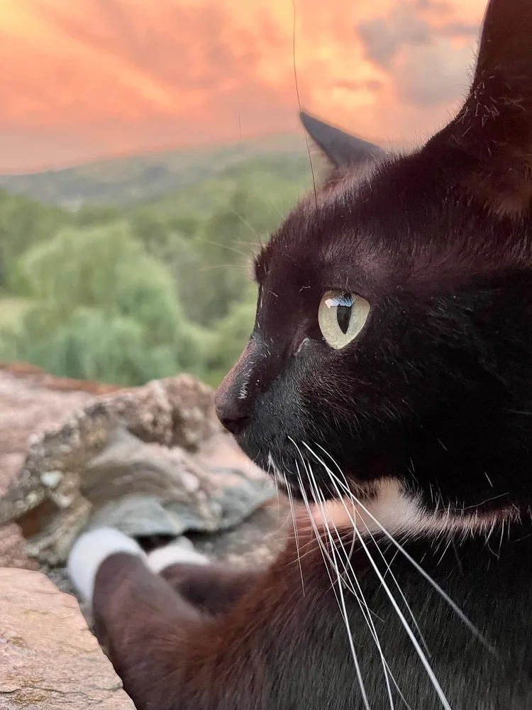 Oreo, chat accompagné en séance