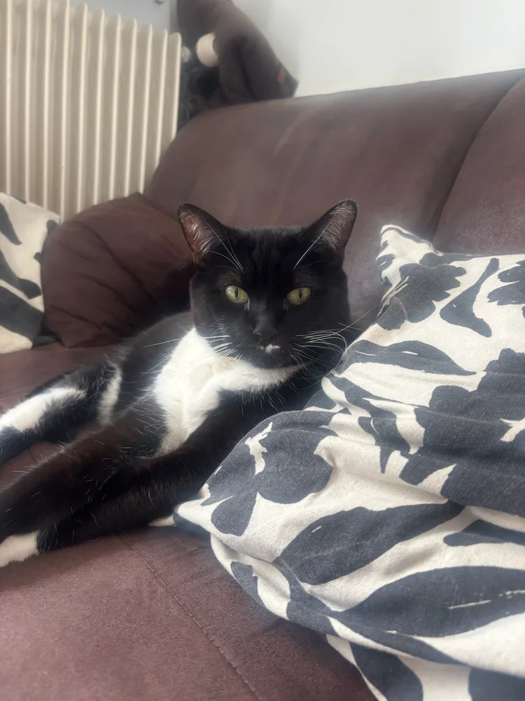 Samba, chat accompagné en séance